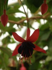 Fuchsia