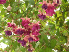 Fuchsia
