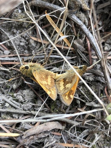 Woodland Skipper, photo 2 of 10