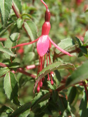 Fuchsia