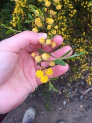 Phyllodineae