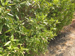 Umbellularia californica