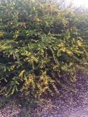 Phyllodineae