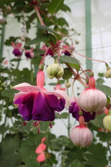 Fuchsia