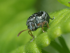 Bruchus luteicornis