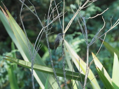 Cinnyris chalybeus subalaris