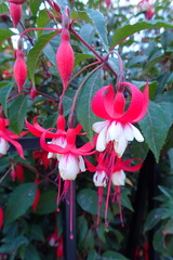 Fuchsia
