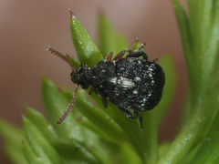 Bruchus luteicornis