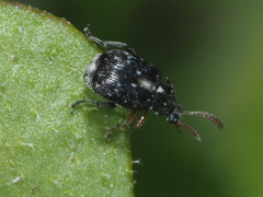 Bruchus luteicornis