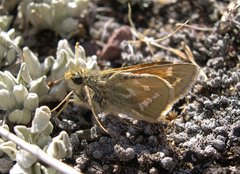 Hesperia assiniboia