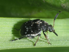 Bruchus luteicornis