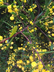 Phyllodineae