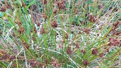 Juncus inflexus