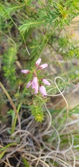 Erica racemosa