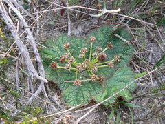 Arctopus dregei
