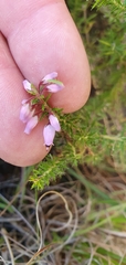Erica racemosa