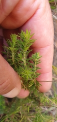 Erica racemosa