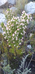 Erica triflora