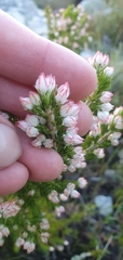 Erica triflora