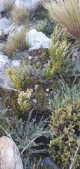 Erica triflora