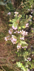 Erica racemosa