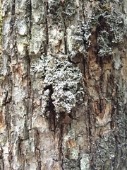 Physconia subpallida