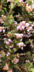 Erica racemosa