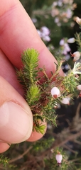 Erica racemosa
