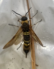 Eriotremex formosanus