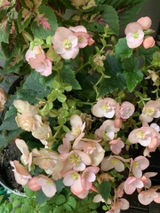 Begonia × hiemalis