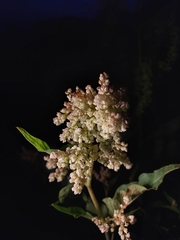 Koenigia phytolaccifolia