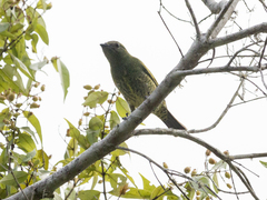 Tersina viridis