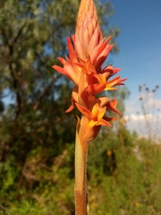 Dichromanthus cinnabarinus