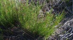 Hypodiscus willdenowia