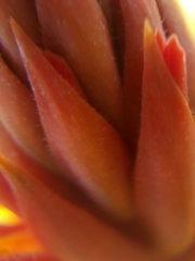 Dichromanthus cinnabarinus