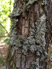 Physconia subpallida