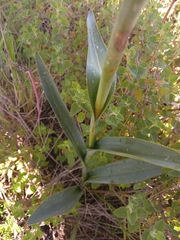 Dichromanthus cinnabarinus