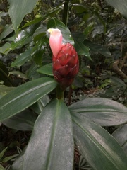 Costus atlanticus