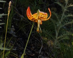 Lilium pardalinum vollmeri