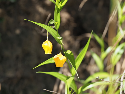 Image of Sandersonia aurantiaca by (c) Peter Archdale, some rights reserved (CC BY)