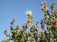Protea aurea aurea