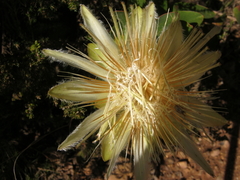 Protea aurea aurea