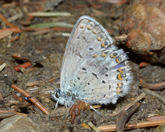 Plebejus idas scudderii
