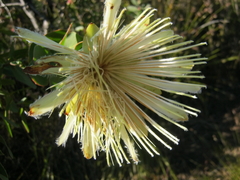 Protea aurea aurea