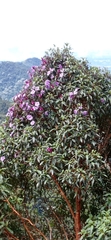 Andesanthus