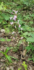Hylodesmum nudiflorum