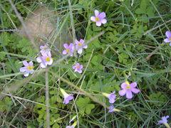 Oxalis caprina