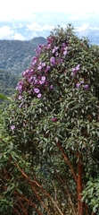 Andesanthus