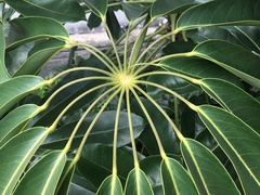 Magnoliopsida