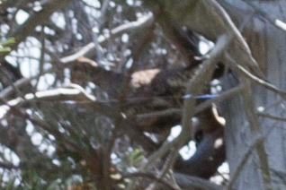 iNaturalist observation photo of Sooty Grouse